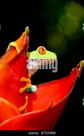 Red eyed tree frog (agalychnis callidryas) in Costa Rica