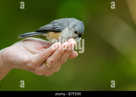 Tufted Titmouse Baeolophus bicolor bicolor being feed by bird watcher Stock Photo