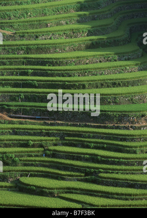 Terraced paddy fields Stock Photo