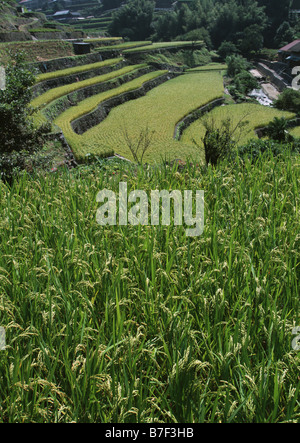 Terraced paddy fields Stock Photo