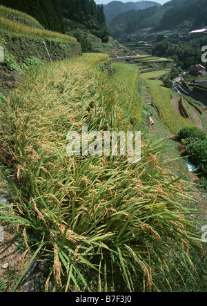 Rice plant Stock Photo