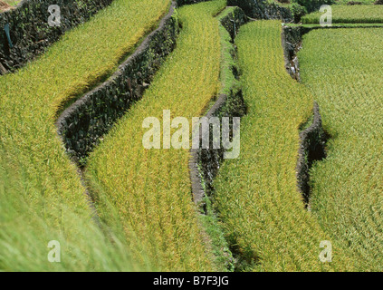 Terraced paddy fields Stock Photo