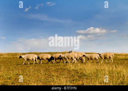 A herd of sheep roam the vast Mongolian grasslands. Stock Photo