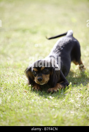 Wiener dog (black) Stock Photo