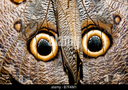 Owl butterfly (caligo species) in Costa Rica Stock Photo