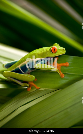 Red eyed tree frog (agalychnis callidryas) in Costa Rica Stock Photo