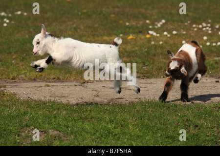 Two little goats are playing Stock Photo