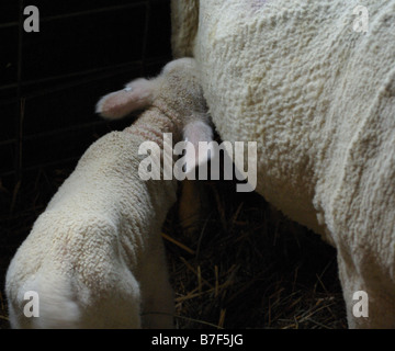 Newborn lamb nursing from its mother Stock Photo - Alamy