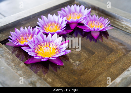 Purple lotus flowers (a type of water lily) arranged on water Stock Photo