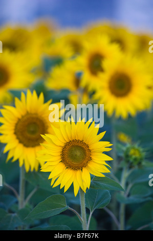 Sunflowers in an Indian field. Grown or the seed crop. Andhra Pradesh, India. Stock Photo