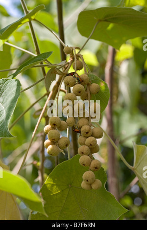 Duku Langsat or also known as Lansium domesticum Stock Photo