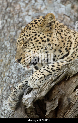 Close up portrait of a female leopard Panthera pardus sleeping in a tree at Seronera Serengeti Tanzania Stock Photo