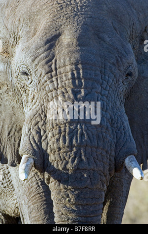 African elephant bull Loxodonta africana approaching Seronera Serengeti Tanzania Stock Photo