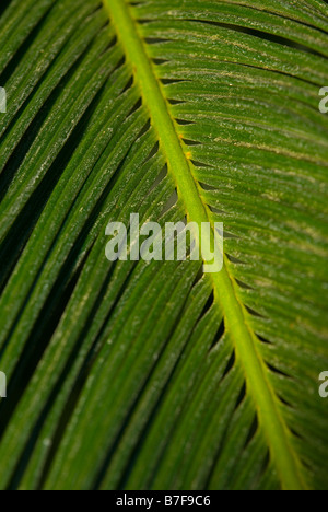 Leaf Stock Photo