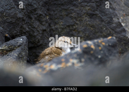 Common sandpiper Actitis hypoleucos chick hiding amongst shoreline boulders Colonsay Southern Hebrides Inner Scotland June Stock Photo