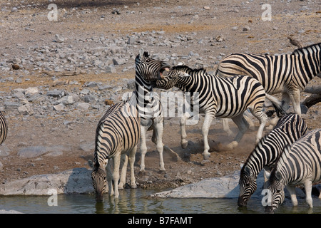 Zebra fighting at waterhole etosha