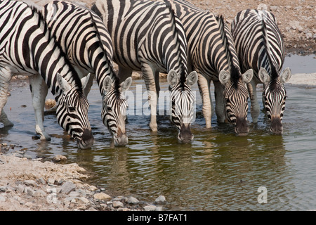 group of zebra drinking at Halali waterhole etosha national park namibia