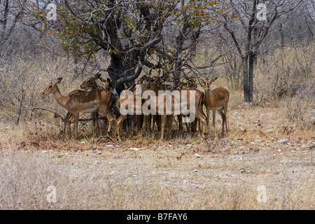 black faced impala sheltering from heat in shade of a thornbush Stock Photo