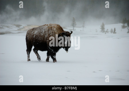 Lone bison in snow. The Yellowstone National Park, Wyoming, USA. Stock Photo