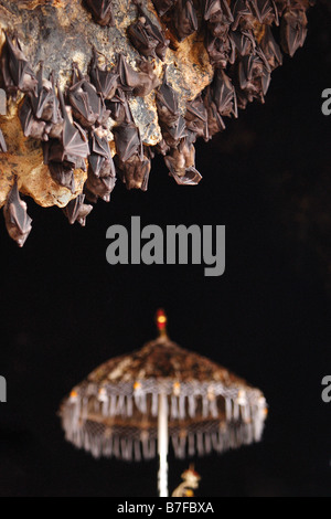 Bat temple. Hanging bats in cave with temple umbrella Stock Photo