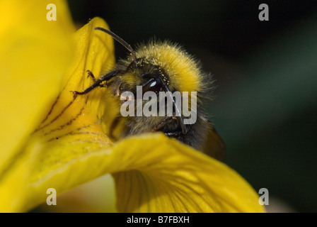 Bee (Bombus sp.poss terrestris) on a yellow flower Stock Photo