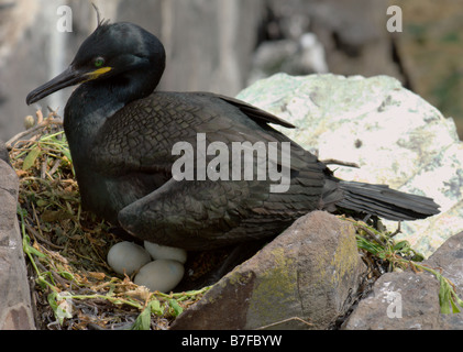 Closeup of Shag (Phalacrocorax aristotelis) sitting on a nest. Stock Photo