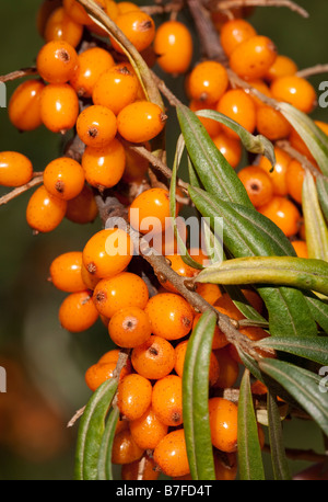 Closeup of ripe sea buckthorn berries ( Hippophaë rhamnoides ) , Finland Stock Photo