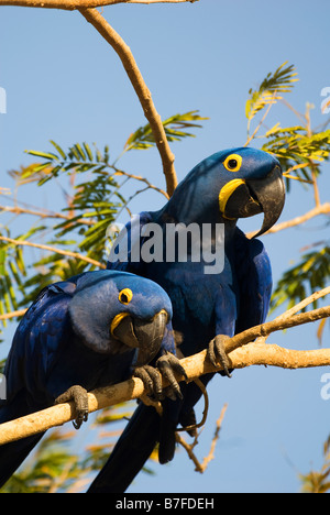 hyacinth macaw Anodorhynchus hyacinthinus pair Stock Photo