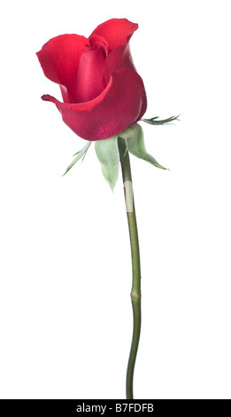 red rose isolated on white background Stock Photo