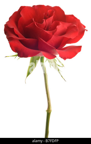 red rose isolated on white background Stock Photo