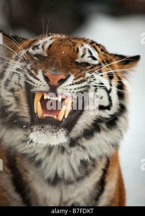 Yiung tiger portrait Novosibirsk ZOO Stock Photo