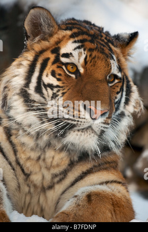 Yiung tiger portrait Novosibirsk ZOO Stock Photo