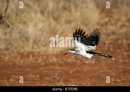 Red-billed hornbill in flight, South Africa Stock Photo