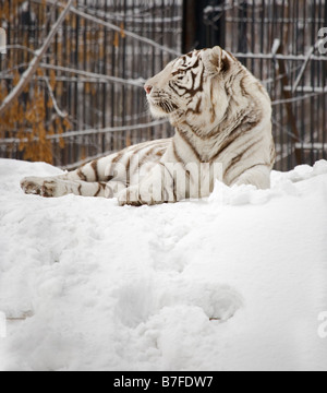 White tiger portrait Novosibirsk ZOO Stock Photo