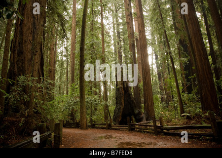 Henry Cowell Redwoods State Park Stock Photo