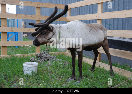 reindeer in open-air cage, in summer, horizontal Stock Photo