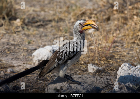 southern yellow billed hornbill with seed Stock Photo