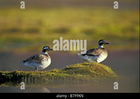 harelde de miquelon Eisente Long tailed Duck Clangula hyemalis female Anatidae animals Anseriformes Arctic Arktis Aves behaviour Stock Photo
