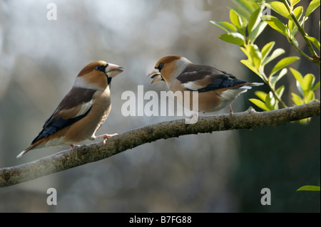 gros bec Kernbeisser Hawfinch Coccothraustes coccothraustes perched on a twig in winter animals Aves birds Europa Europe finches Stock Photo