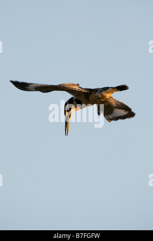 Ceryle rudis. Female Pied Kingfisher hovering above water in the Indian countryside. Andhra Pradesh, India Stock Photo