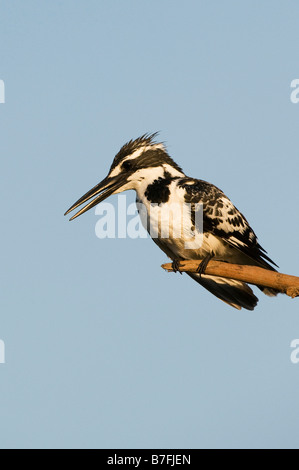 Ceryle rudis. Female Pied Kingfisher perched on a stick over a water well in the indian countryside. Andhra Pradesh, India Stock Photo