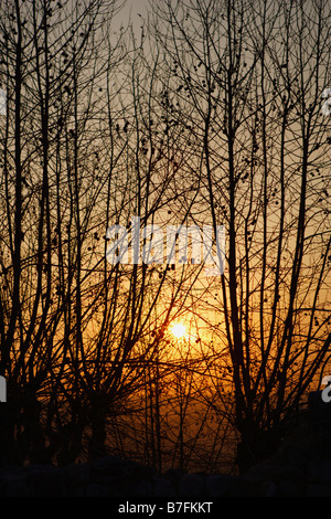 Golden sunset through winter tree branches with no leaves Stock Photo