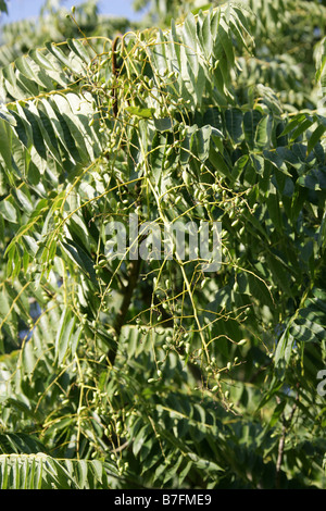 Chinese Cedar Toona sinensis China Stock Photo