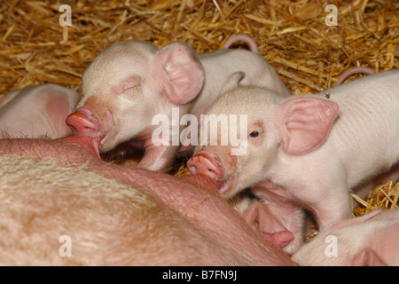 Suckling piglets Stock Photo