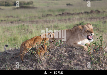 African  Lioness (Panthera leo) with two  suckling cubs Stock Photo