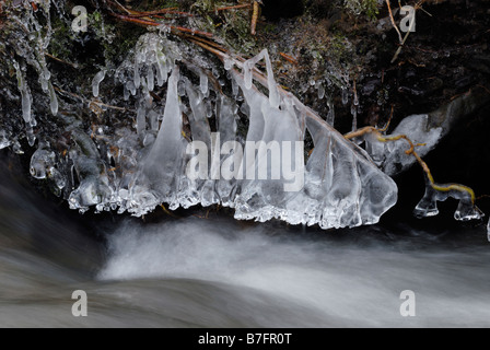 Ice formations on exposed tree roots on an eroded riverbank Wales Winter 2009, UK. Stock Photo
