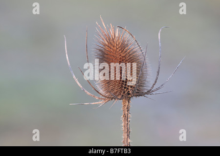 Teasel Dipsacus fullonum Stock Photo