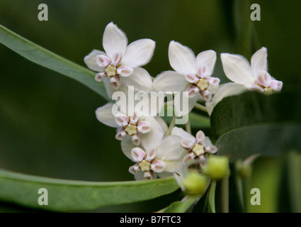 Balloon Cotton Bush Flowers, Asclepias physocarpa aka Gomphocarpus physocarpus, Apocynaceae