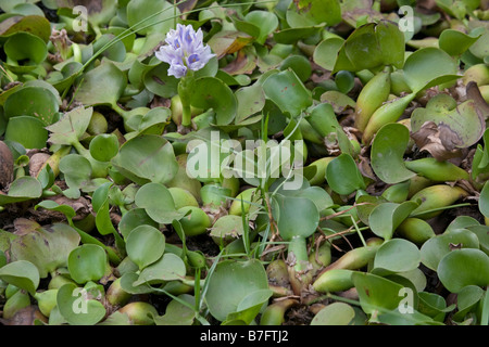 Water hyacinth plants Eichhornia crassipes Lake Naivasha Kenya Stock Photo