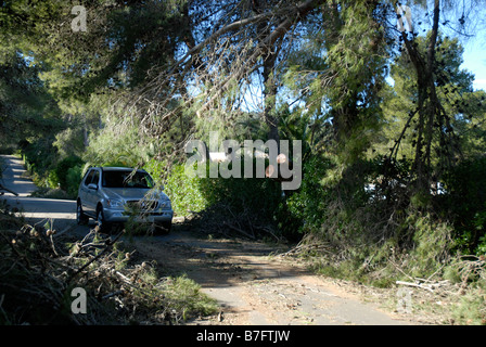 pine trees cleared from road after hurricane force winds in Jan 2009, Javea, Alicante Province, Comunidad Valenciana, Spain Stock Photo